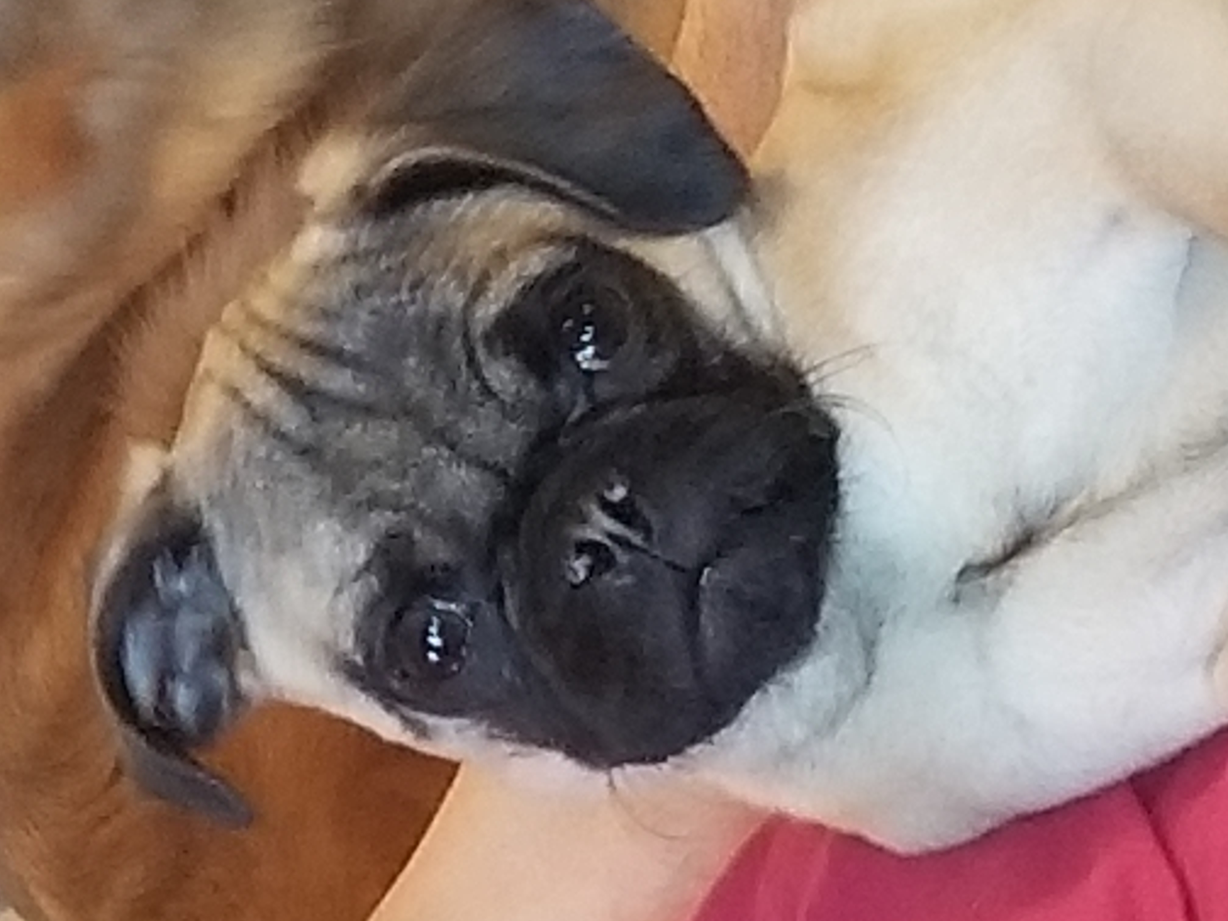 photo of a pug's face