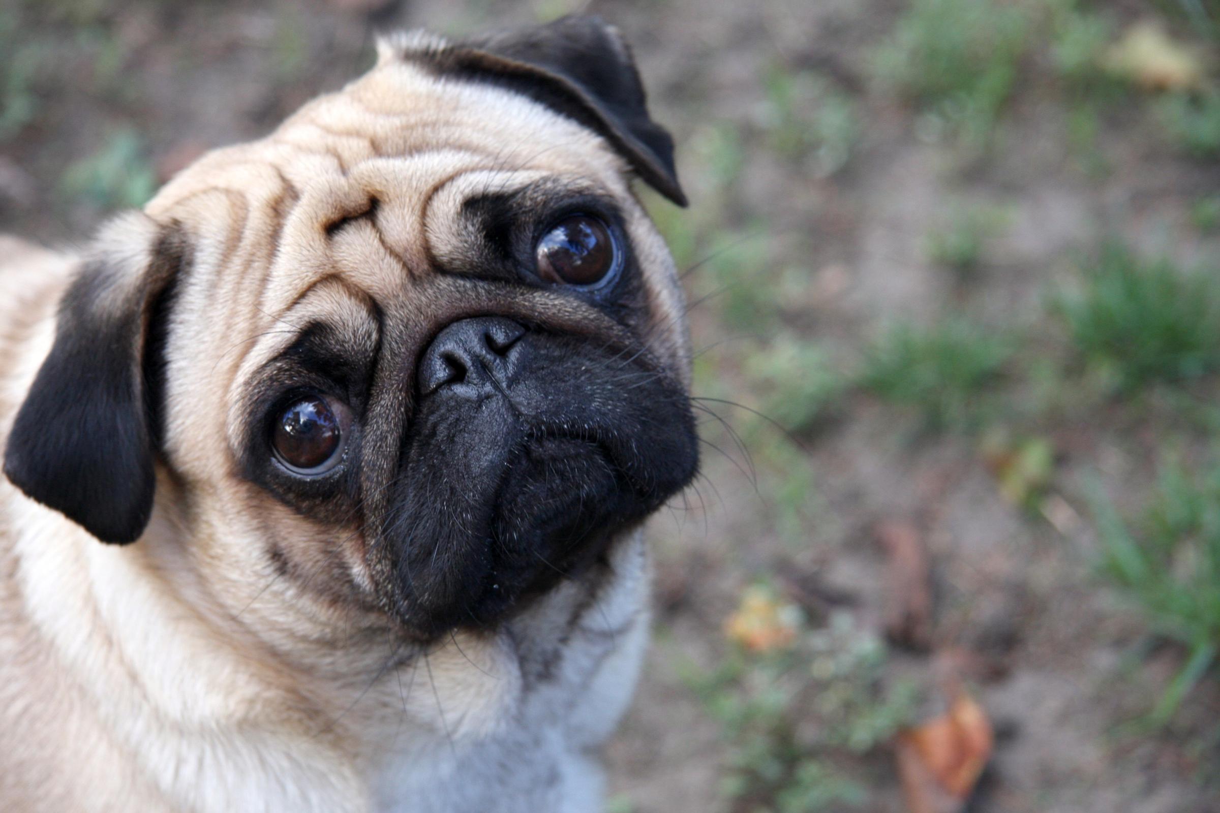 a pug smiling up a camera